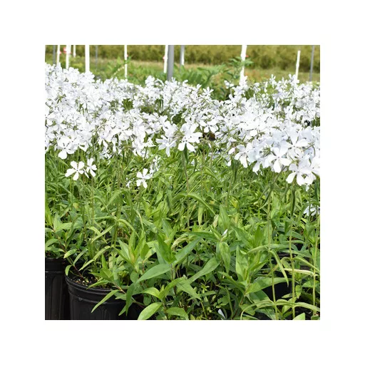 Phlox divaricata May Breeze - Erdei lángvirág CS9 – Évelő növények