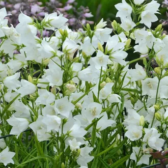 Campanula persicifolia Takion White - Baracklevelű harangvirág CS9 – Évelő növények