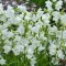Campanula persicifolia Takion White - Baracklevelű harangvirág CS9 – Évelő növények
