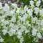 Campanula persicifolia Takion White - Baracklevelű harangvirág CS9 – Évelő növények