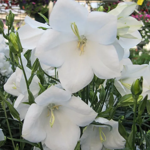 Campanula persicifolia Takion White - Baracklevelű harangvirág CS9 – Évelő növények