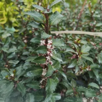 Ilex meserveae Gentle CS17 - Kék magyal