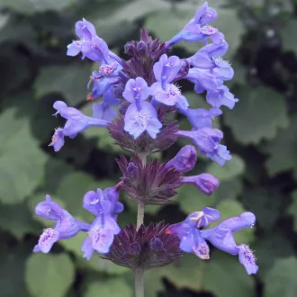 Nepeta-racemosa-Kaukazusi-macskamenta