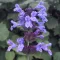 Nepeta racemosa - Kaukázusi macskamenta CS9