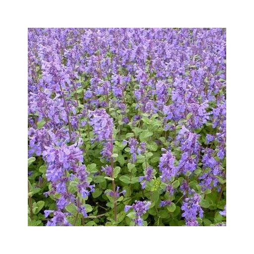 Nepeta racemosa - Kaukázusi macskamenta CS9