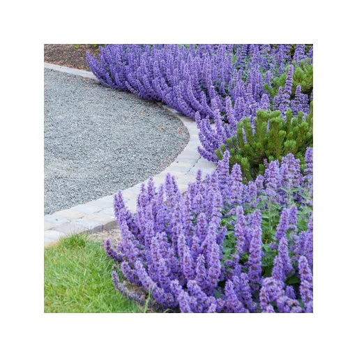 Nepeta racemosa - Kaukázusi macskamenta CS9
