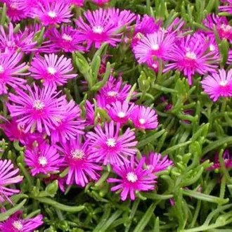 Delosperma-cooperi-Biborvoros-delvirag