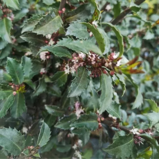 Ilex meserveae Gentle CS17 - Kék magyal