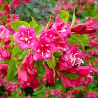 Weigela florida Bristol Ruby - Rubinvörös rózsalonc K2 – Kúszónövények