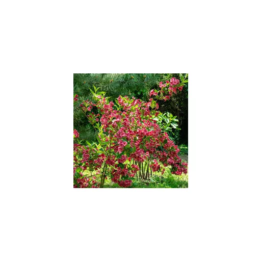 Weigela florida Bristol Ruby - Rubinvörös rózsalonc K2 – Kúszónövények