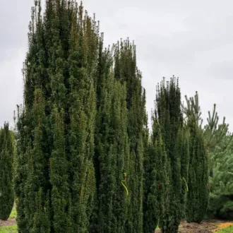   Taxus baccata Fastigiata Aurea K3 - Oszlopos sárga lombú tiszafa