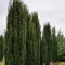 Taxus baccata Fastigiata Aurea K3 - Oszlopos sárga lombú tiszafa