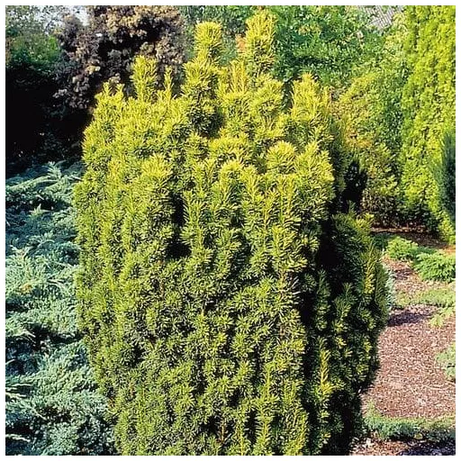 Taxus baccata Fastigiata Aurea K3 - Oszlopos sárga lombú tiszafa