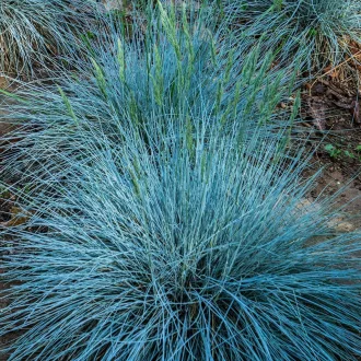 Festuca-glauca-CS9-Ezust-deres-csenkesz