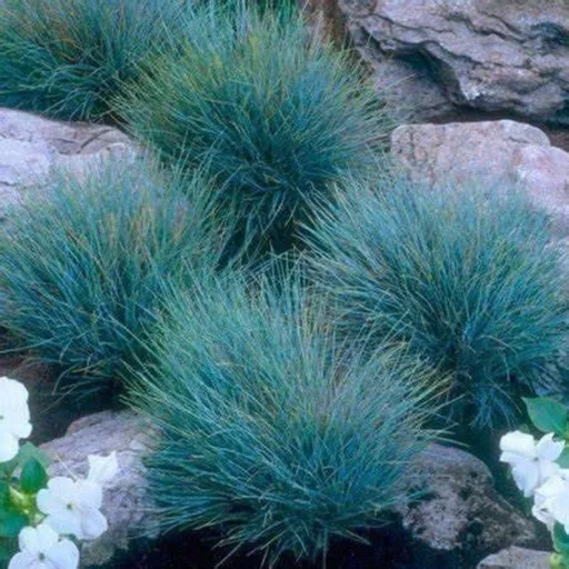 Festuca glauca CS9 - Ezüst deres csenkesz