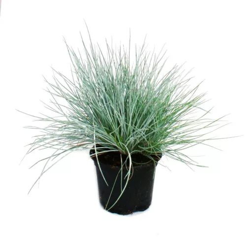 Festuca glauca CS9 - Ezüst deres csenkesz