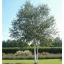Betula utilis Doorenbos K5 - Himalájai nyír – Díszfák