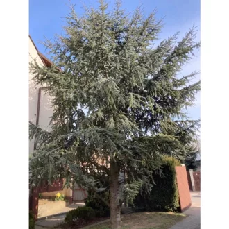 Cedrus libani Atlantica Glauca K15 - Kék atlasz cédrus
