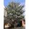 Cedrus libani Atlantica Glauca K15 - Kék atlasz cédrus