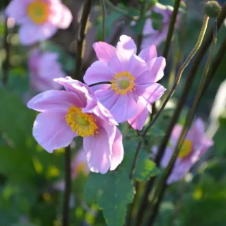 Anemone hybrida Serenade - Szellőrózsa CS9 – Évelő növények