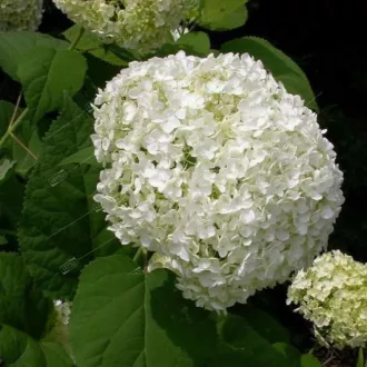 Hydrangea arborescens Annabelle K7 - Cserjés hortenzia