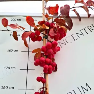 Malus Red Sentinel K12 - Díszalma