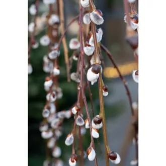 Salix caprea Pendula K7,5 - Csüngő barkafűz