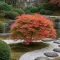 Acer palmatum Beni-Maiko CS23 - Japán juhar