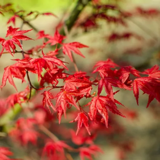 Acer palmatum Beni-Maiko CS23 - Japán juhar