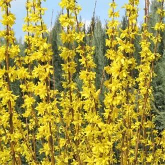 Forsythia x intermedia Weekend K2 - Aranycserje – Évelő növények