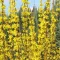 Forsythia x intermedia Weekend K2 - Aranycserje – Évelő növények