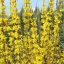 Forsythia x intermedia Weekend K2 - Aranycserje – Évelő növények