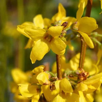 Forsythia x intermedia Goldrausch K2 - Aranycserje – Évelő növények