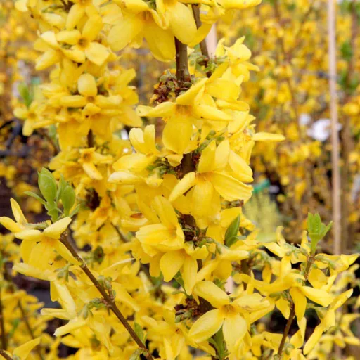 Forsythia x intermedia Goldrausch K2 - Aranycserje – Évelő növények