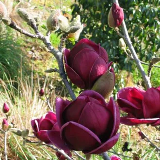 Magnolia soulangeana Genie K5 - Liliomfa