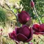 Magnolia soulangeana Genie K5 - Liliomfa – Évelő növények