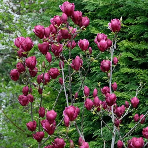 Magnolia soulangeana Genie K5 - Liliomfa