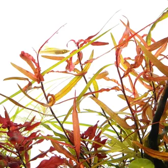 Persicaria sp CS9 - Piros örökzöld keserűfű
