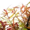 Persicaria sp CS9 - Piros örökzöld keserűfű