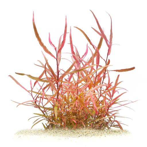 Persicaria sp CS9 - Piros örökzöld keserűfű