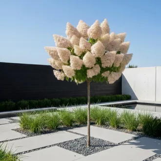  Hydrangea paniculata Polar Bear MT80 - Magastörzsű bugás hortenzia
