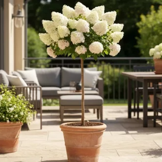   Hydrangea paniculata Sundae Fraise MT80 - Magastörzsű bugás hortenzia