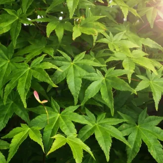 Acer palmatum CS10,5 - Japán juhar – Díszfák