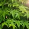 Acer palmatum CS10,5 - Japán juhar