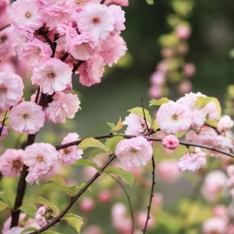 Prunus triloba MT - Magastörzsű babarózsa