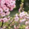 Prunus triloba MT - Magastörzsű babarózsa