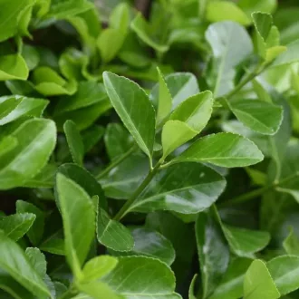 Euonymus japonicus - Japán kecskerágó
