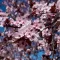 Prunus cerasifera Nigra - Vérszilva