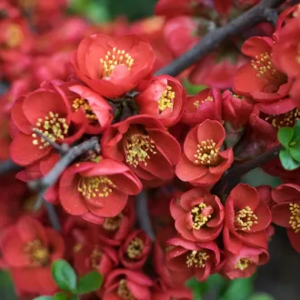 Chaenomeles superba K2 - Rózsaszín díszbirs – Évelő növények