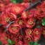 Chaenomeles superba K2 - Rózsaszín díszbirs – Évelő növények